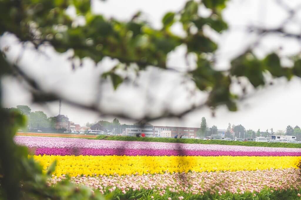 Image of tulip field outside of the keukenhof park