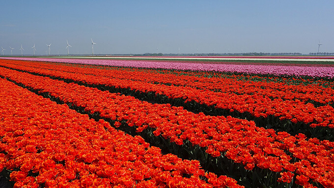 Image of red tulips field