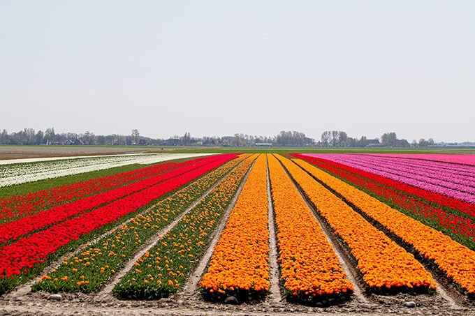 Image of tulip field in the Keukenhof area